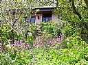 Pink heather, Self catering cottage, Ilfracombe